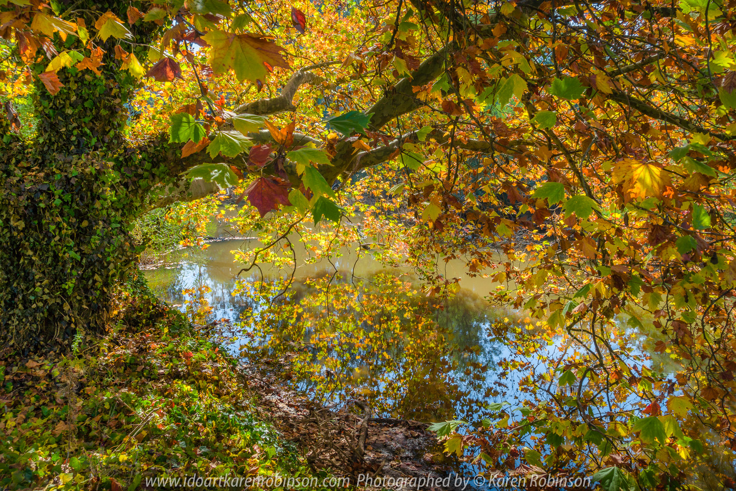 Yea, Victoria - Australia 'Yea River Bridge Oak Tree Autumn Display' Photographed by Karen Robinson April 2021 Comment: Glorious Autumn Oak Display with colourful leaf reflections in the Yea River.