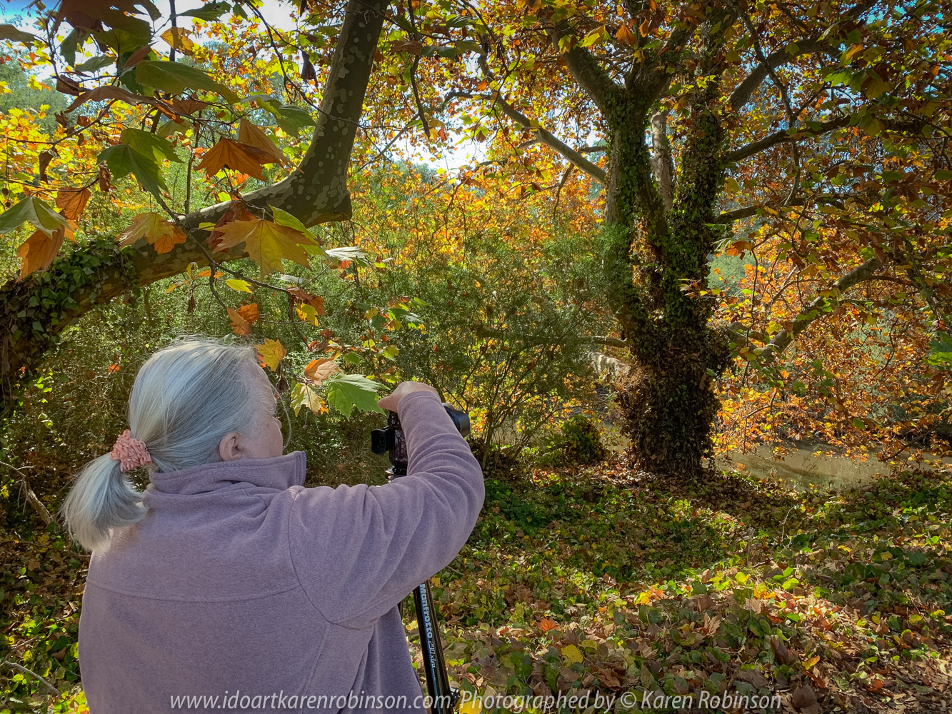 Yea, Victoria - Australia 'Yea River Bridge Oak Tree Autumn Display' Photographed by Mark Robinson April 2021 Comment: Glorious Autumn Oak Display with colourful leaf reflections in the Yea River.