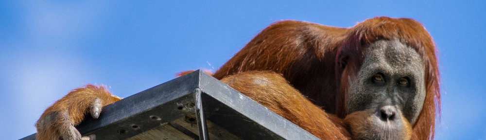 Parkville, Victoria - Australia 'Melbourne Zoo Trip 3' Photographed by Karen Robinson January 2019 Comments - Hubby and I decided to spend another day at the Zoo, this time concentrating on photographing the Sumatran Orang-utans.